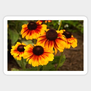 Helianthus Sticker